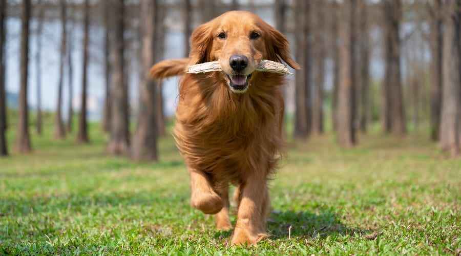 Golden Retriever Running