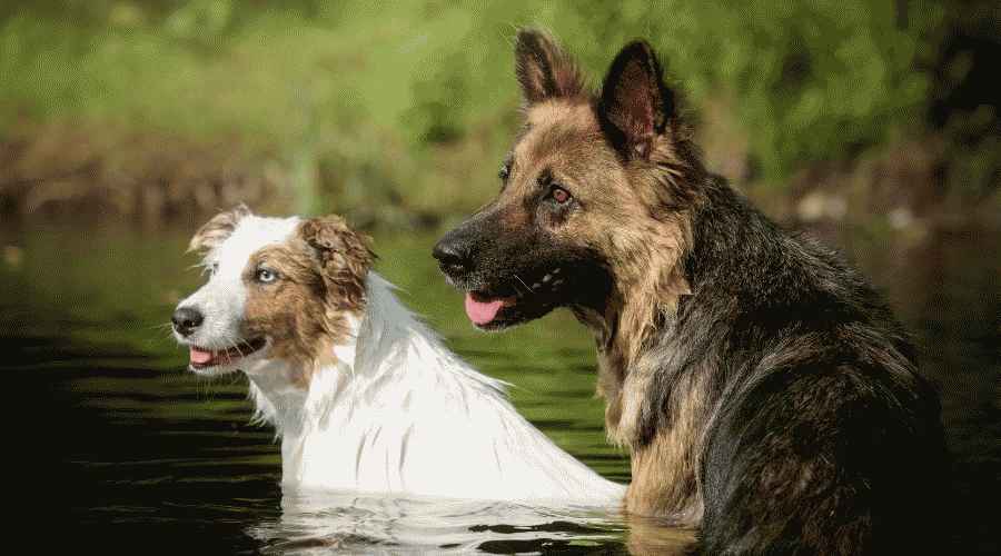 Дві довгошерсті собаки у воді