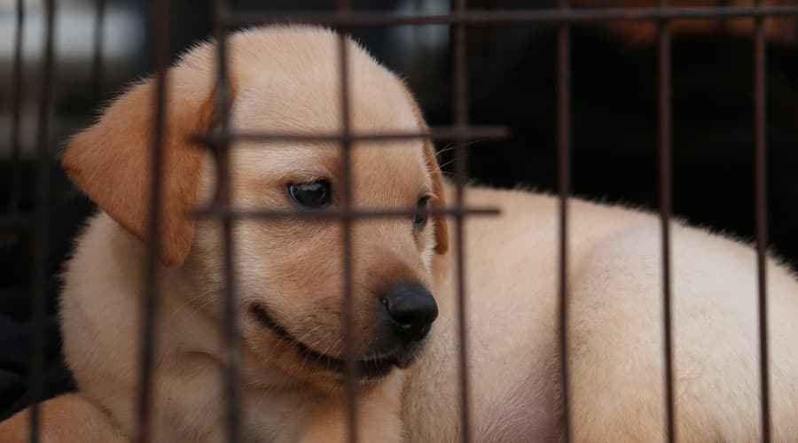 Labrador v Puppy Mill