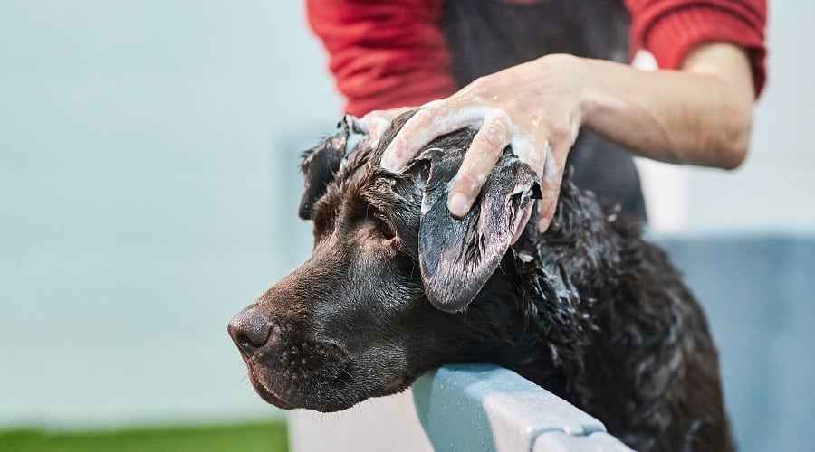 Negovana labradorka