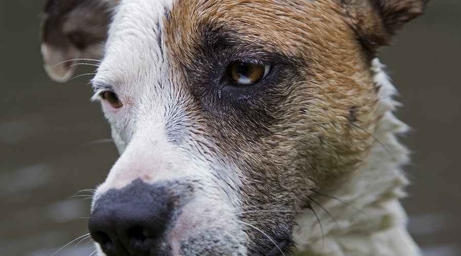 Box Heeler