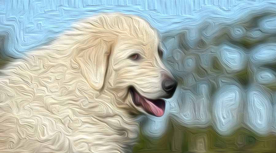 White Kuvasz al camp