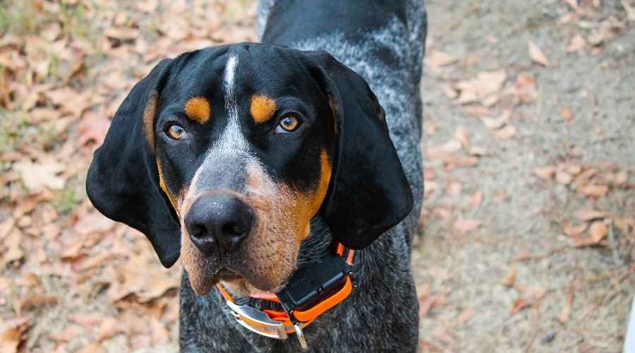 Bluetick Coonhound