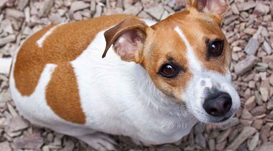 Jack Russell Terrieri on Rocks