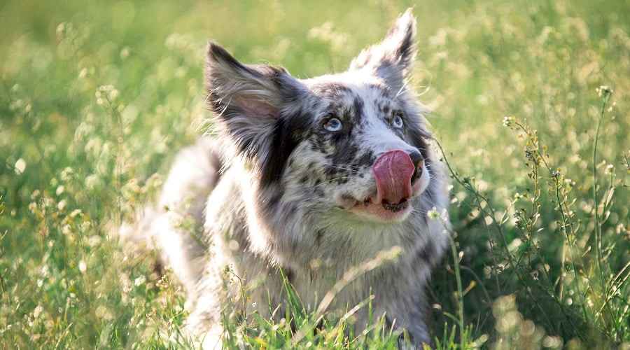 Border Collie