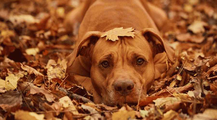 Punaninane pitbullterjer