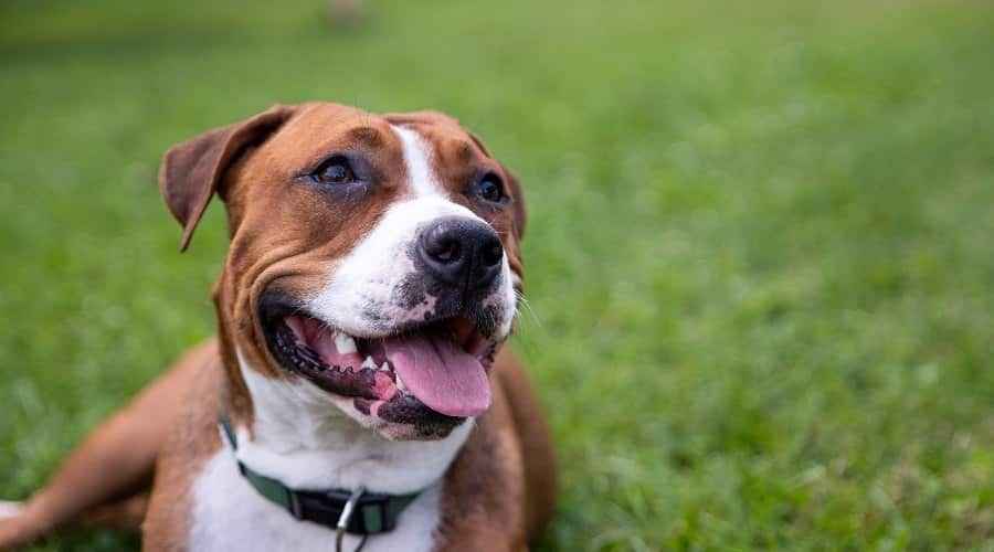 Amstaff Köpek
