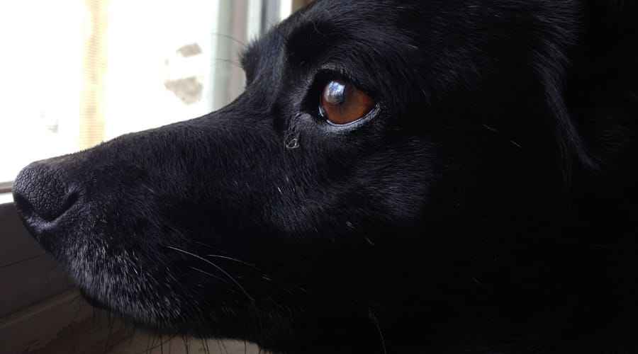Black Lab Chihuahua-blanding