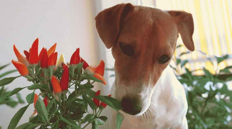 Jack Russell Chilipippurikasvin vieressä