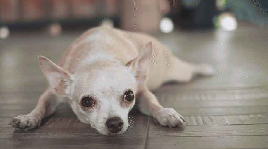 Chihuahua makaa maassa ja katsoo ylös