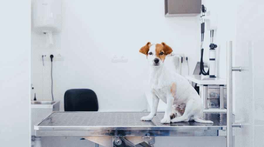 Veteriner Sedyesinde Bekleyen Köpek Yavrusu