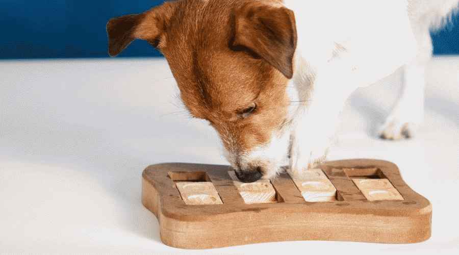 Jack Russell ratkaisemassa palapeliä