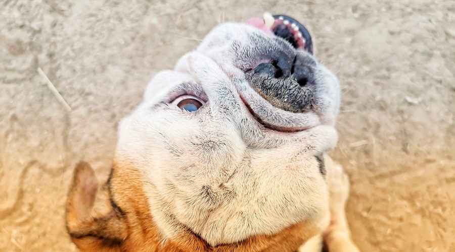 Toit inglise buldogi seenioridele