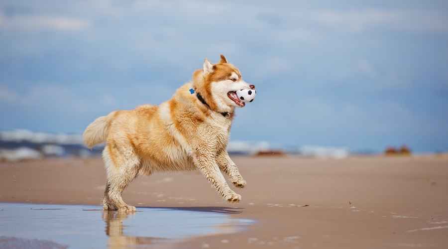 Overvektig Siberian Husky