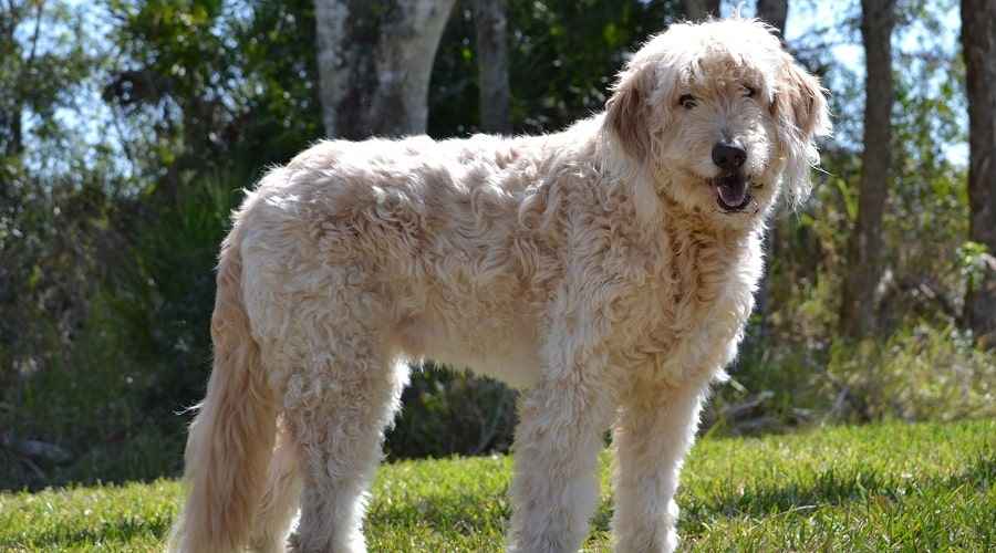 Kilolu Goldendoodle köpek maması bekliyor