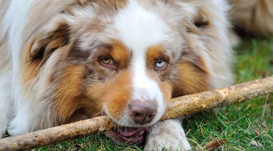 Ylipainoinen Aussie