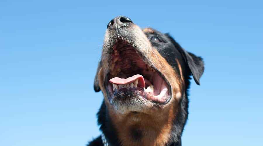 Kıdemli Rottweiler
