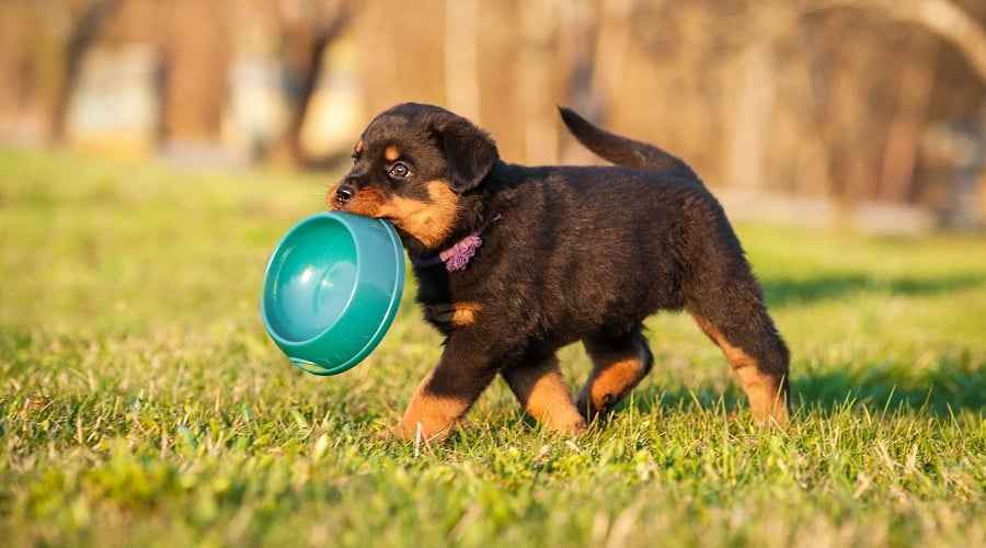 En İyi Rottweiler Yavru Köpek Maması