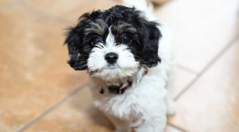 Cavapoo vs Cockapoo: Irk Farklılıkları ve Benzerlikler