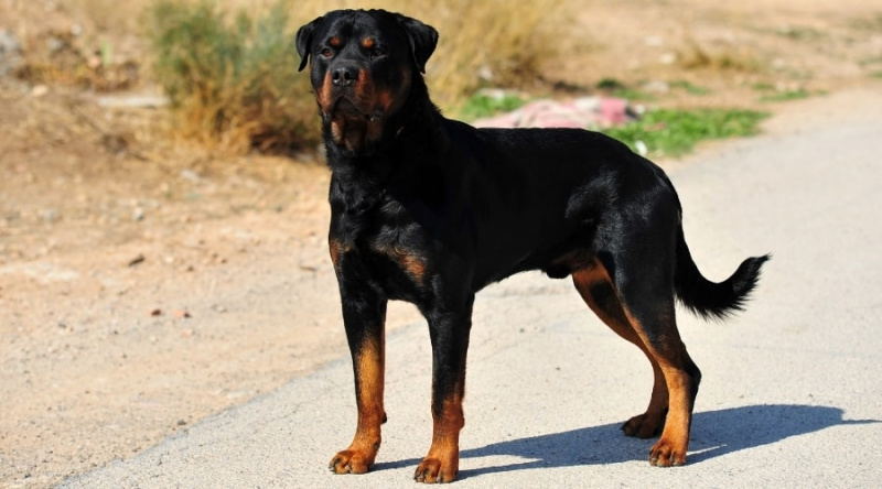 Amerikan Rottweiler vs Alman Rottweiler: Irk Farklılıkları ve Benzerlikler