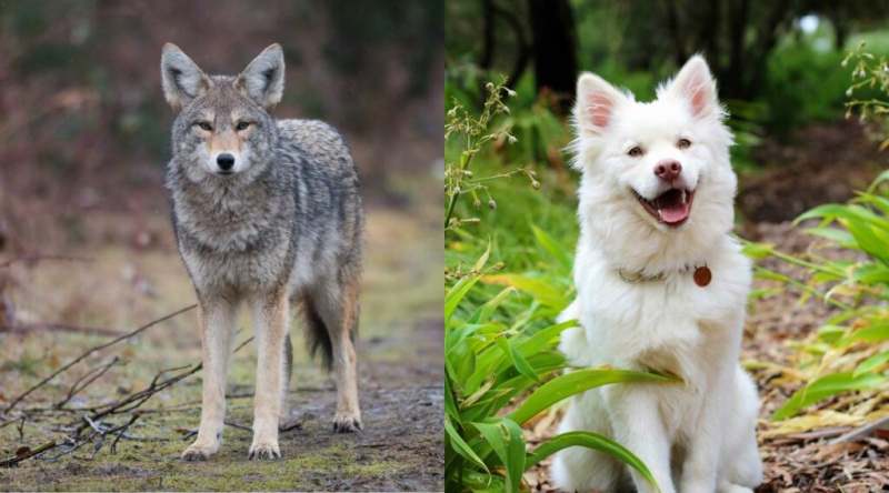 Coyote vs Dog: Benzerlikler ve Farklılıklar