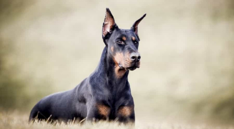 Amerikan Doberman Vs. Avrupa Dobermanı: Irk Farklılıkları ve Benzerlikler
