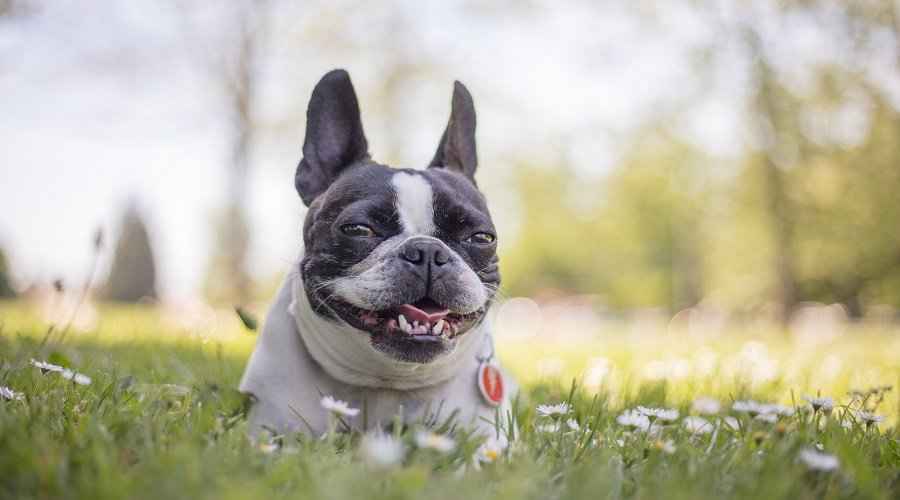 Boston Terrier Karışımları: Sevdiğimiz 20 Farklı Çapraz Irk