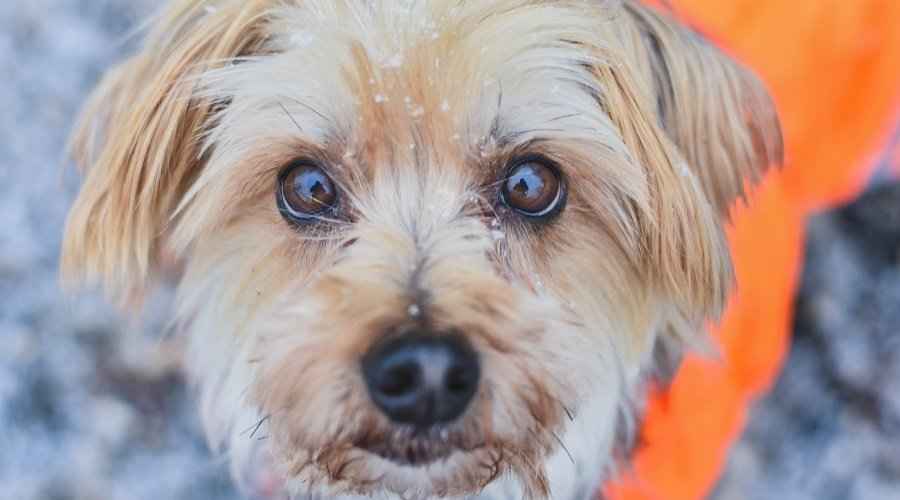 Malta Yorkshire Terrier Karışımı: Morkie Cinsi Bilgileri ve Daha Fazlası