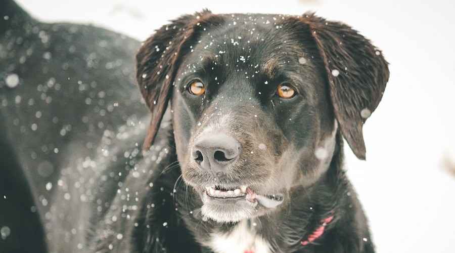 Border Collie Lab Mix: Borador Irk Bilgisi