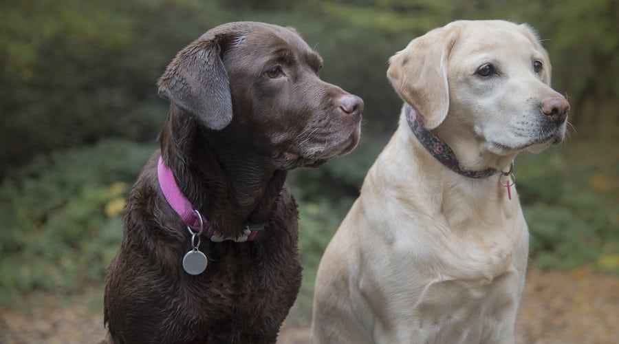 Labrador Ebeveyn Irkı