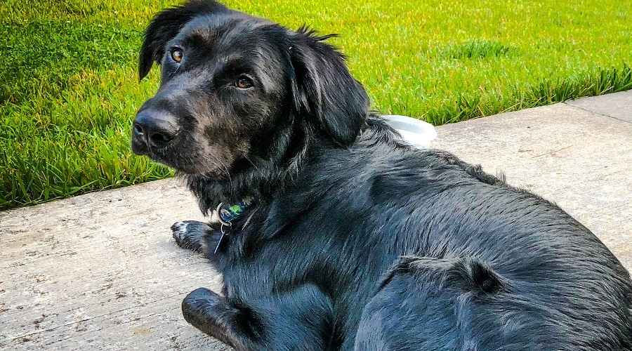 Labrador Border Collie Mix Mizaç
