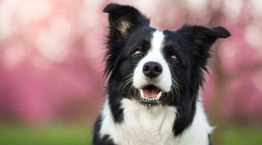 Border Collie Ebeveyn Cinsi