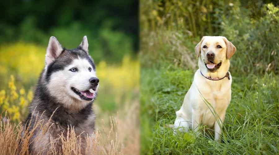 Sibirya Kurdu vs Labrador Retriever: Ailen İçin Hangisi Daha İyi?