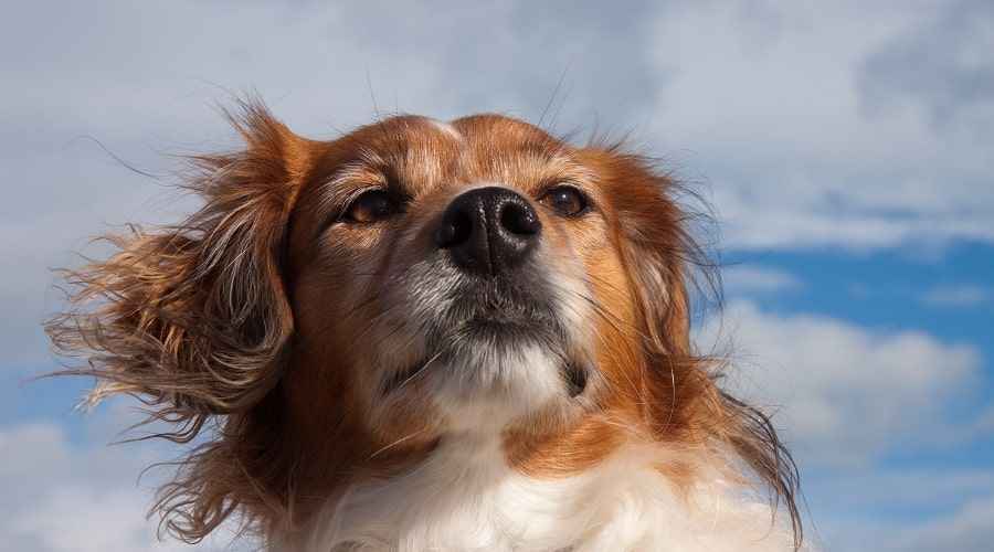 Beagle Golden Retriever Mix: Beago Irk Bilgisi
