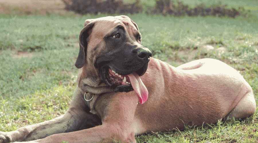 İngiliz Mastiff ve Golden Retriever: Irk Farklılıkları ve Benzerlikleri