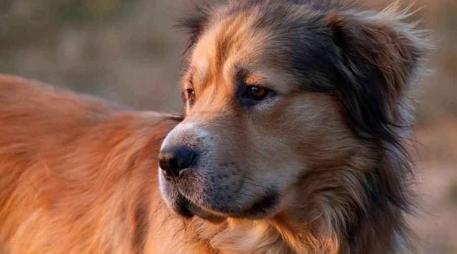 Alman Çoban Golden Retriever Mix: Irk Bilgisi