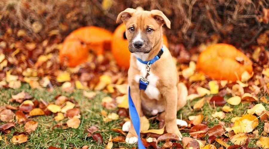 Alman Çoban Pitbull Mix: Irk Bilgileri, Özellikleri ve Gerçekler