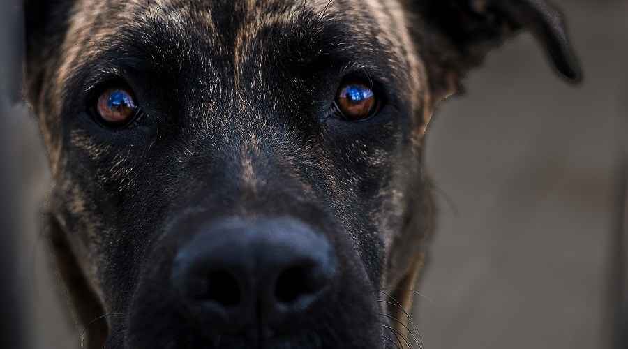 Pitbull Mastiff Mix Breed Genel Bakış: Köpek Maliyetleri, Boyutları ve Daha Fazlası