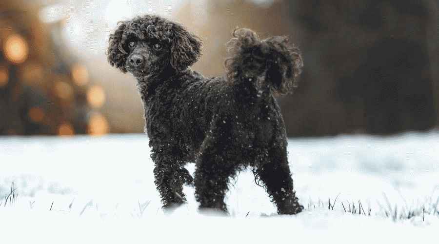Kaniş ve Goldendoodle: Irk Farklılıkları ve Benzerlikleri