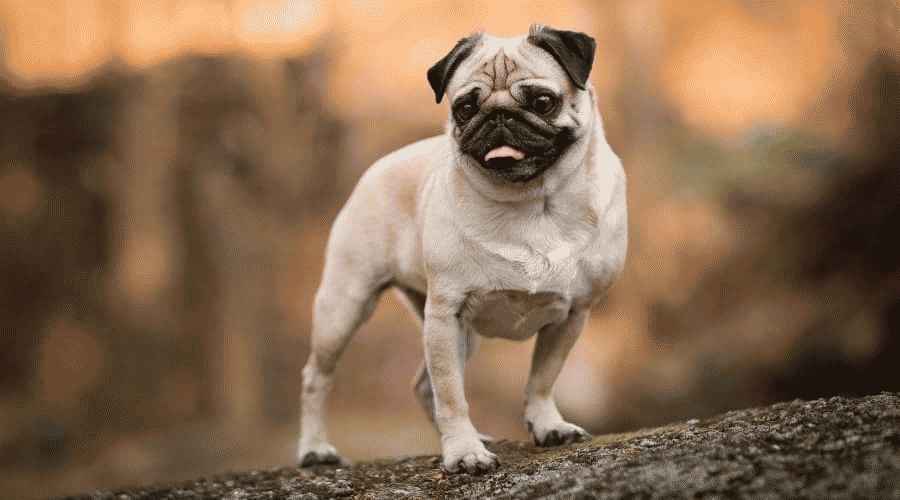 Pug ve Puggle: Irk Farklılıkları ve Benzerlikleri