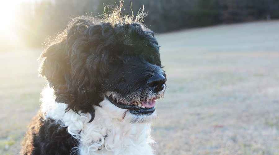 En İyi Hipoalerjenik Köpek Irkları: Dökmeyen 20 Farklı Irk