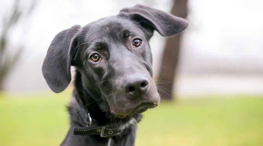 Danua Labrador Retriever Mix: Labradane Irk Bilgisi