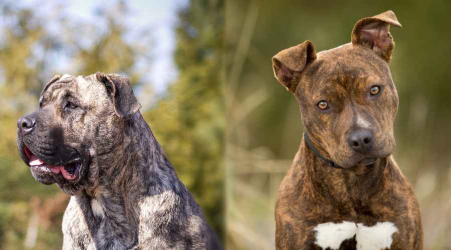 Presa Canario vs. American Pit Bull Terrier: Irk Karşılaştırması