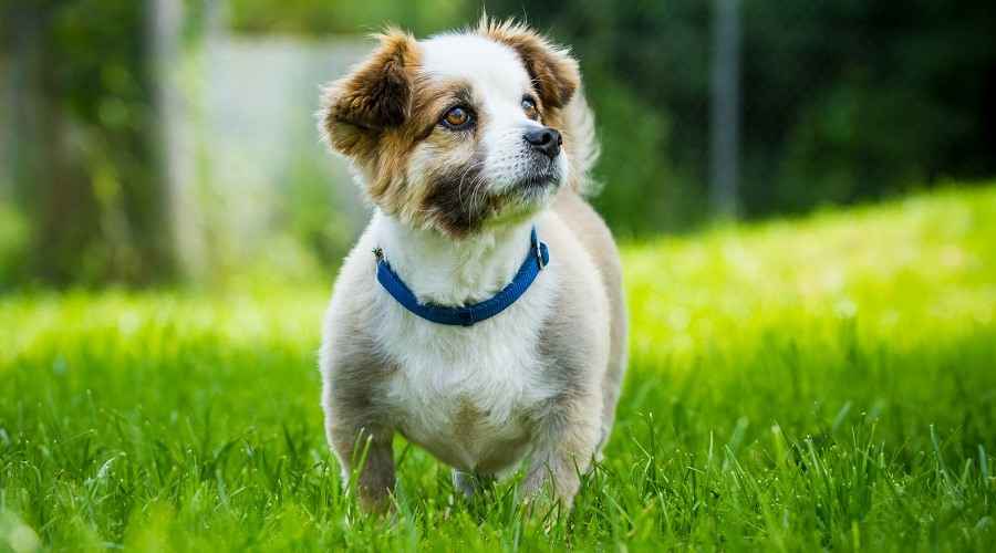 Corgi Beagle Mix: Beagi Cinsi Bilgileri, Özellikleri, Mizaç ve Daha Fazlası