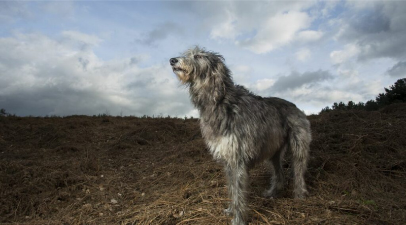 İskoç Deerhound Cins Bilgileri: Gerçekler, Özellikler, Resimler ve Daha Fazlası