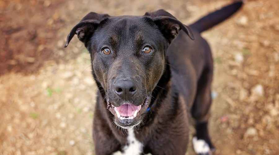 Alman Çoban Labrador Retriever Mix: Sheprador Yavruları, Fiyatlar ve Daha Fazlası
