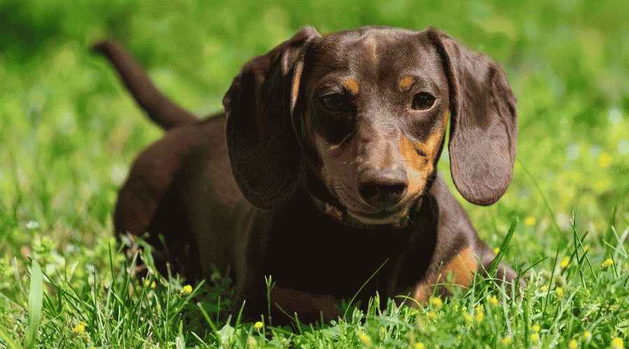 Dachshund ve Beagle: Irk Farklılıkları ve Benzerlikleri