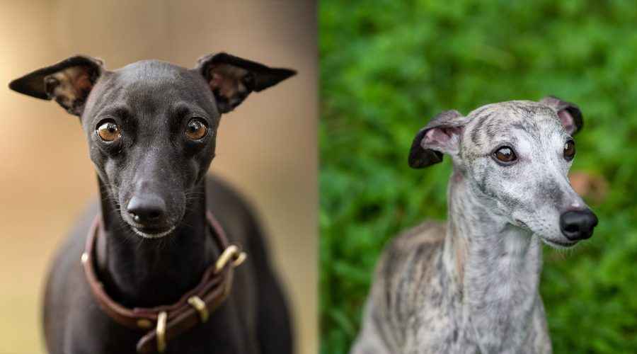 İtalyan Tazı ve Whippet: Cins Farklılıkları ve Benzerlikler