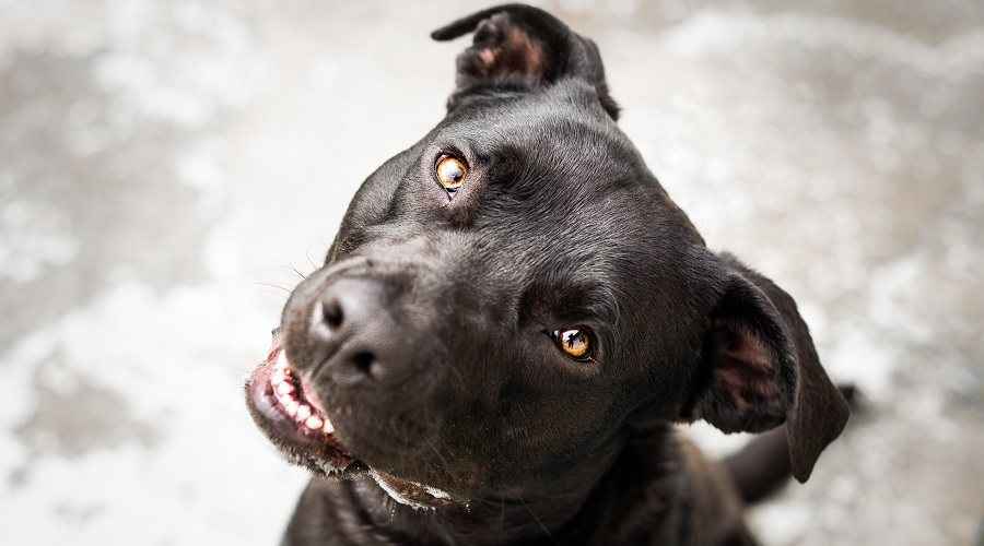 Pitbull Labrador Retriever Mix: AKA Labrabull veya Pitador Cins Bilgisi