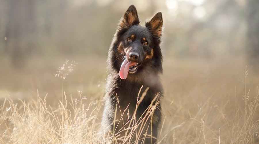 Alman Çoban Köpeği 101: Irk Bilgisi, Özellikleri, Gerçekler ve Resimler